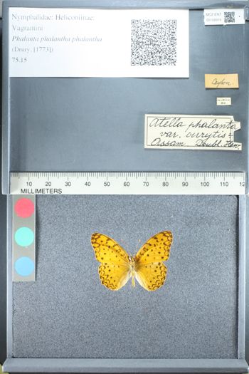 Media type: image;   Entomology 158916